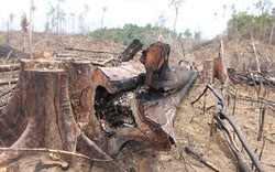 Quảng Nam: Hơn 100 hecta rừng tự nhiên ở Tiên Lãnh bị tàn phá