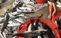 Vụ cá nuôi lồng chết ở Thừa Thiên - Huế: Thông số pH trong mẫu nước cao hơn bình thường