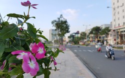 Nhiều tuyến đường ở Đà Nẵng rực rỡ hoa chào đón APEC