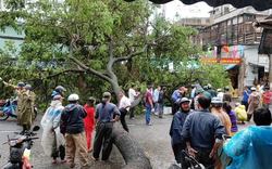 Hiện trường cây xanh ngã đổ đè người và xe máy ở Đà Nẵng
