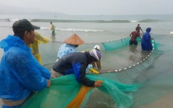 Ngư dân Đà Nẵng kéo lưới bắt cá gần bờ