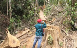 Quảng Nam: Rừng phòng hộ Sông Kôn bị “xẻ thịt”