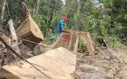 Vụ phá rừng ở Quảng Nam: 5 người khai nhận phá rừng 