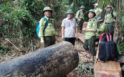 Lãnh đạo tỉnh Quảng Nam: Rừng bị phá như máu mình đổ