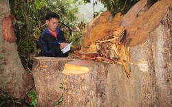 Lãnh đạo tỉnh Quảng Nam công bố hộp thư để nhận phản ánh phá rừng