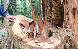 Rừng lim trăm tuổi ở Quảng Nam bị tàn sát