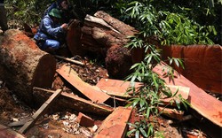 Phá rừng Quảng Nam: Đình chỉ nhiều cán bộ, khởi tố hàng loạt bị can