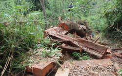 Giám đốc Ban quản lý rừng ở Quảng Nam bị cách chức trong Đảng