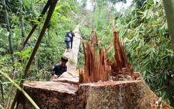 Hàng chục cây gỗ lim trăm tuổi bị xẻ thịt, hai kiểm lâm bị bắt