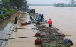 Bất chấp nguy hiểm, người dân lao vào dòng lũ “cứu cá” trên sông Bồ