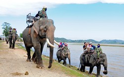 Tổ chức Động vật châu Á hỗ trợ 65 nghìn USD để không làm du lịch cưỡi voi ở Đắk Lắk
