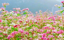 Lào Cai: Bắc Hà sẽ trồng 10 ha hoa Tam giác mạch để phục vụ du lịch
