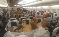 Hàng không Ả Rập coi chim ưng là khách hạng sang
