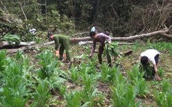 Hà Giang: “Bóc lịch” 3 năm vì trồng 180 cây thuốc phiện