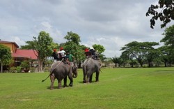 Đồng Nai: Hy hữu voi mang thai trong khu vực môi trường bán hoang dã