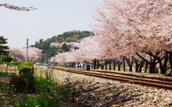 Đến Hàn Quốc để trải nghiệm đường hoa anh đào Yunjungno dài 6 km