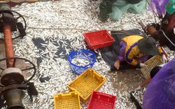 Ngư dân Quảng Trị “trúng đậm” mẻ cá ngày đầu năm