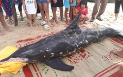 Ngư dân trắng đêm giải cứu cá heo mắc cạn ở biển Thuận An