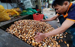 Trung Quốc “lùng” hạt sầu riêng sang Campuchia trồng?
