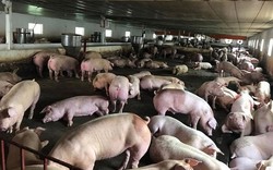 Ngăn chặn mối lo bệnh Dịch tả lợn Châu Phi xâm nhiễm Việt Nam