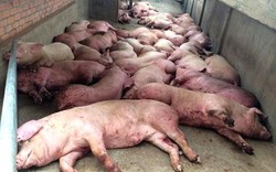 Hỏa tốc: Hải quan ngăn chặn nguy cơ xâm nhiễm bệnh Dịch tả lợn Châu Phi vào Việt Nam