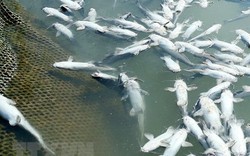 Nguyên nhân khiến cá lồng bè chết hàng loạt ở Hòn Tre, Kiên Giang