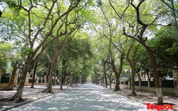 Ngắm nhìn hàng cây tỏa bóng ở những con phố mát nhất Hà Nội