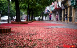 Ngắm Hoa Lộc vừng trải thảm đỏ lộng lẫy 