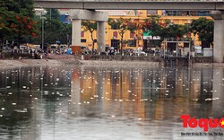 Hà Nội: Cá hồ Hoàng Cầu lại chết trắng