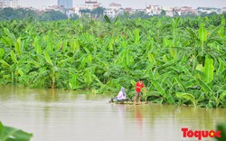 Hà Nội: Nước sông Hồng dâng cao người dân đóng bè chuối vượt sông đi chợ
