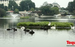 Rời Hồ Gươm, đàn chim “lạ” bất ngờ xuất hiện tại Hồ Thiền Quang
