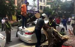 Hà Nội: Giữa trưa nắng cây to bất ngờ bật gốc đè bẹp xe sang ven đường