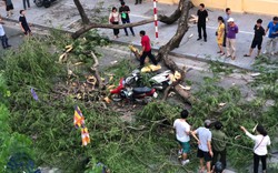 Hà Nội: Cây đổ giờ tan tầm trên phố Quán Sứ khiến 2 người bị thương nặng