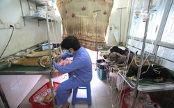 Bệnh viện chó, mèo quá tải “bệnh nhân” đến truyền dịch, cắt lông tránh nóng