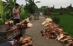Hải Phòng: Mất điện hàng ngàn con gà bị chết do ngạt khí