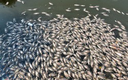 60 tấn cá chết dày đặc hồ thủy điện ở Kon Tum