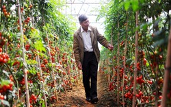 Tín hiệu mừng rỡ của nông dân trồng rau ở Lâm Đồng