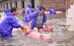 Rối loạn thị trường thực phẩm do lũ lụt lịch sử tại Trung Quốc