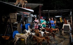 Venezuela: Ám ảnh “dịch chó đói” bùng nổ