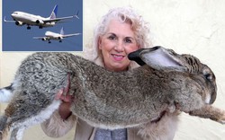 United Airlines đối mặt “ác mộng” PR mới sau cái chết thú cưng