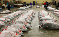 Chợ cá lớn nhất thế giới ngừng đón khách xem đấu giá cá ngừ vào tháng 9