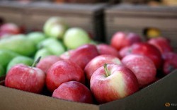 Nông dân trồng táo Mỹ lo sợ chiến tranh thương mại Mỹ - Trung