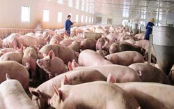 Ngân hàng Nhà nước “vào cuộc” giải cứu thịt lợn