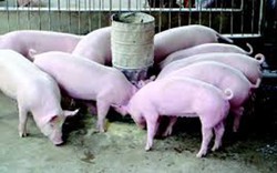 Hà Tĩnh hỗ trợ gần 9 tỷ đồng cho các cơ sở chăn nuôi lợn