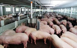 Bộ NNPTNT thông báo giá lợn hơi giảm còn trên dưới 30.000 đồng/kg