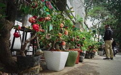 Sẽ rà soát nguy cơ từ hoa đỗ quyên ngủ đông, táo kèo nhà cái malaysia 