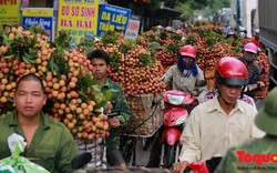 Vải được mùa, chớm vụ thu hoạch giá đã rẻ “giật mình”