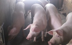 Giá lợn tăng “sốc” vì… thiếu chất tạo nạc?
