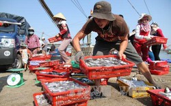 Hỗ trợ 263.000 lao động bị ảnh hưởng bởi sự cố cá chết