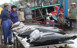 Cá ngừ Việt Nam xuất khẩu sang Italy tăng 99%